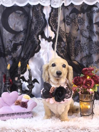 20231003ここあちゃん